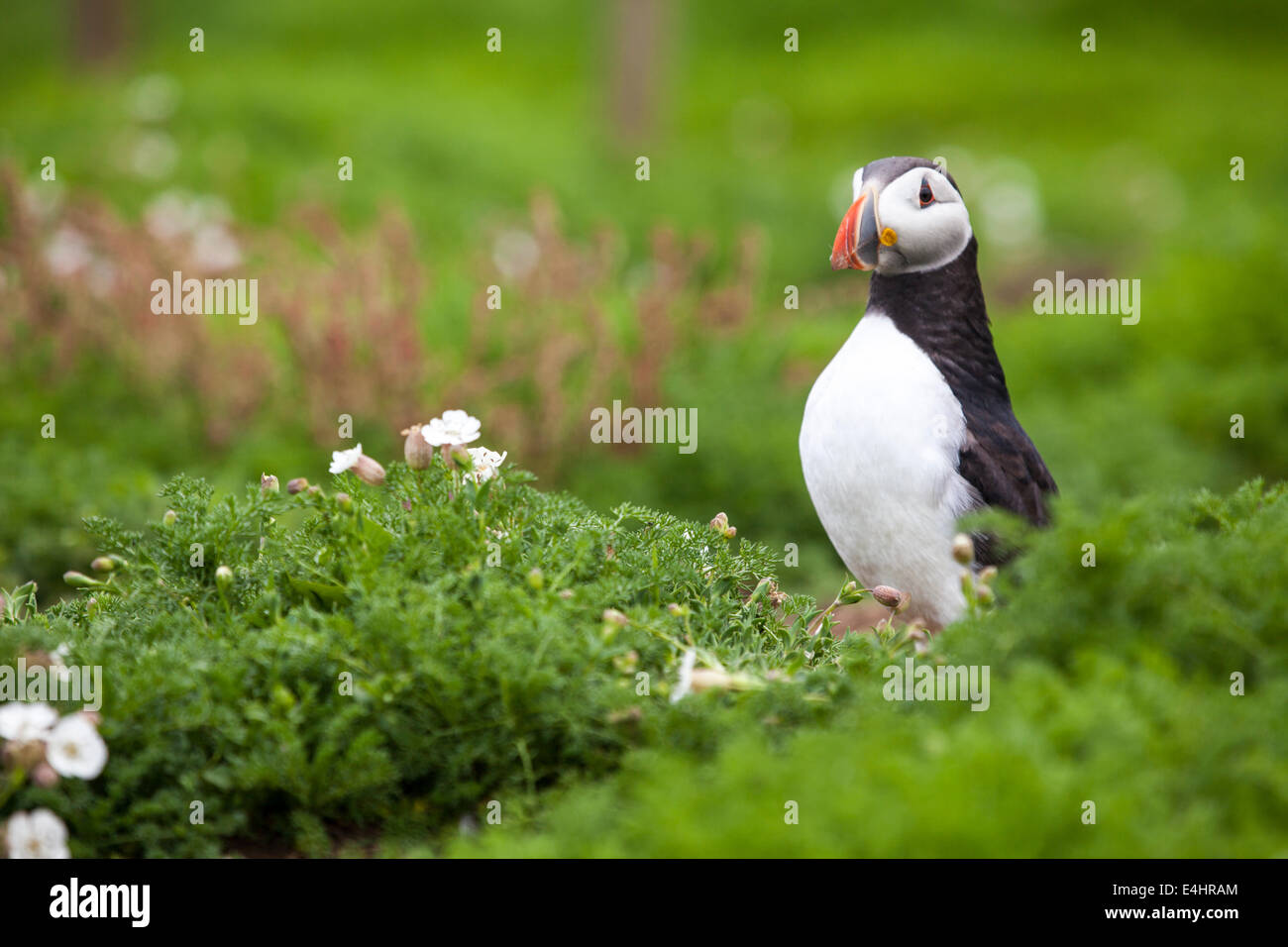 An adult Atlantic Puffin in breeding plumage on Skomer Island, South Wales Stock Photo
