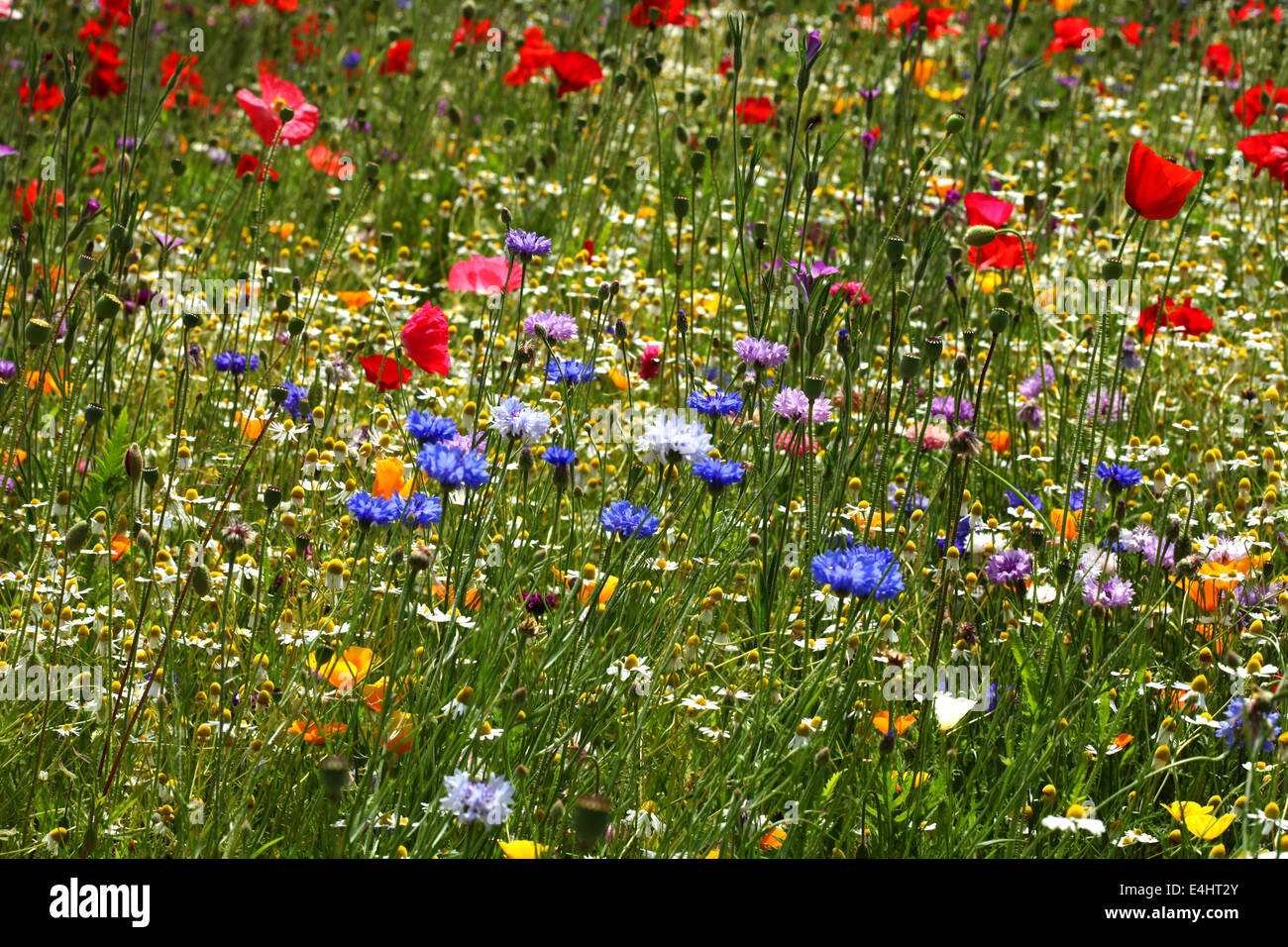 British wild flower hi-res stock photography and images - Alamy
