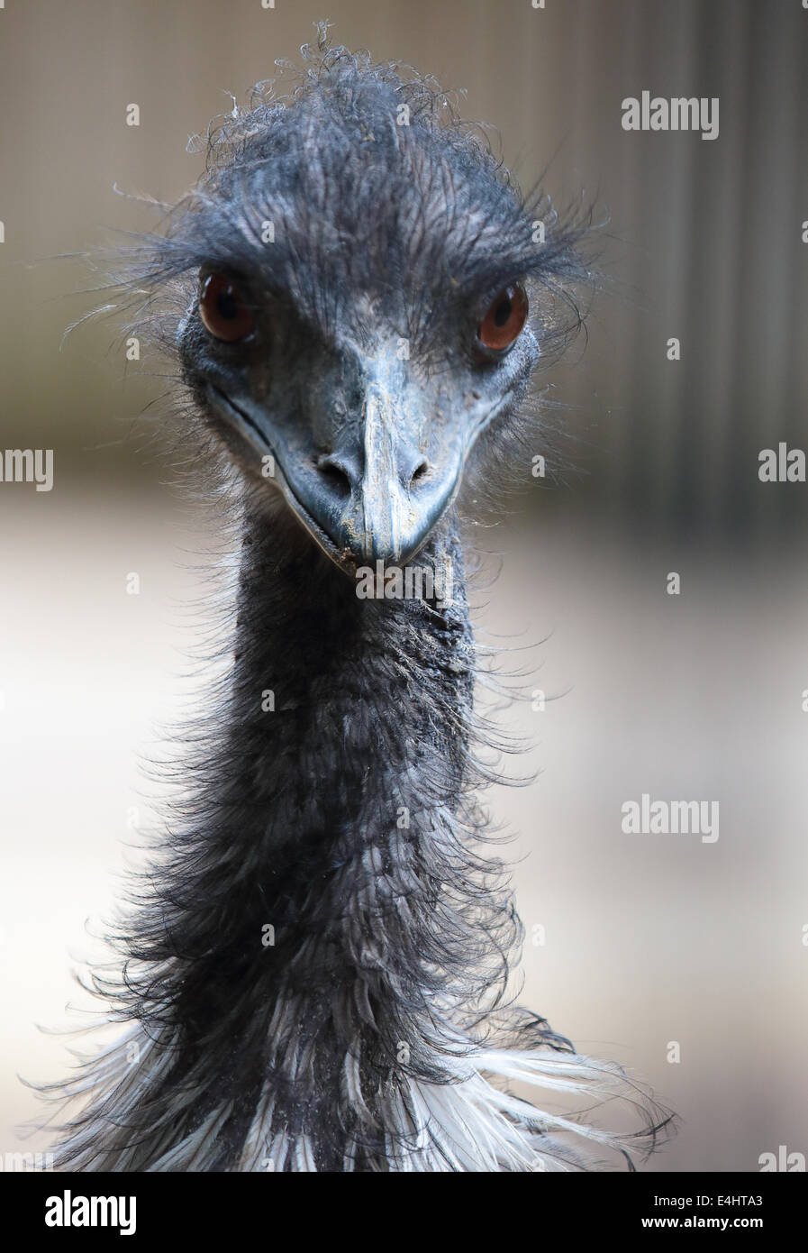 Portrait of a emu (Dromaius novaehollandiae), the largest bird native to Australia Stock Photo