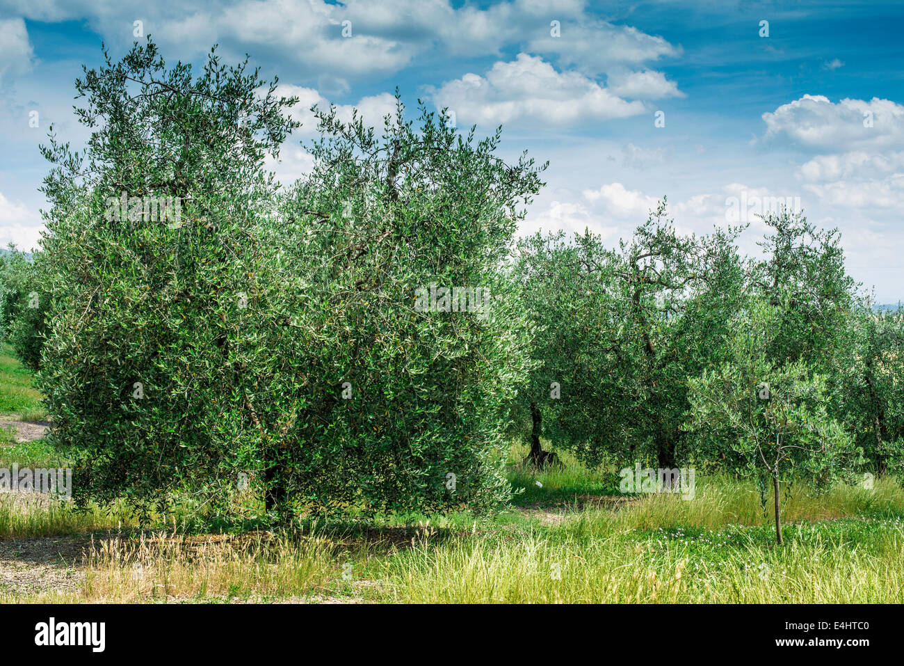 Olive trees in Italy. Olive plantation Stock Photo Alamy