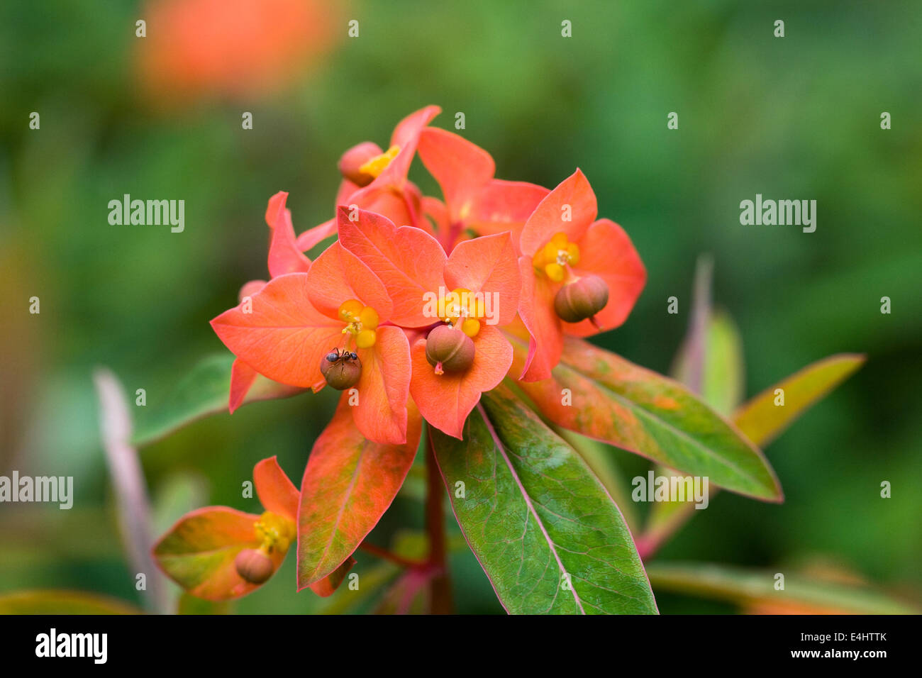 Euphorbia griffithi 'Fireglow' in an English garden Stock Photo Alamy