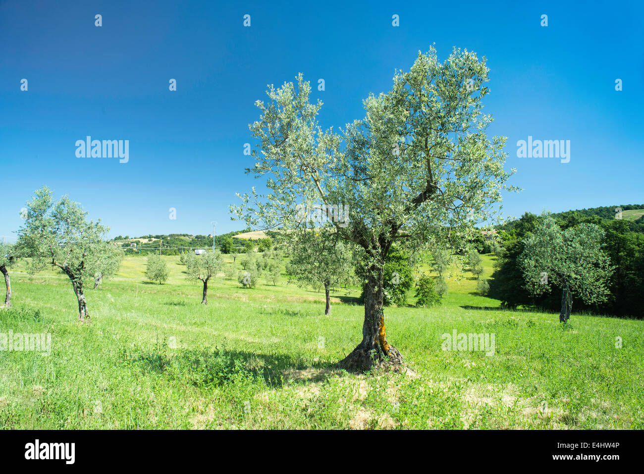Olive tree in Italy, Tuscany Stock Photo Alamy