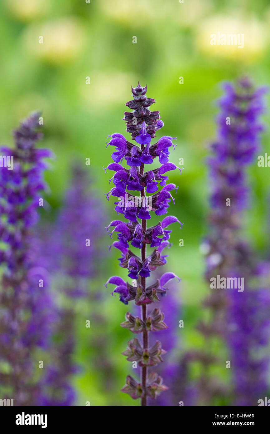 Salvia nemorosa 'Ostfriesland. Balkan clary flowers growing in an English garden. Stock Photo