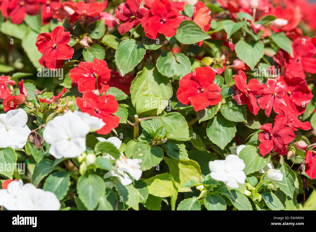 Red And White Flowers Summer Blossom Close Up Stock Photo