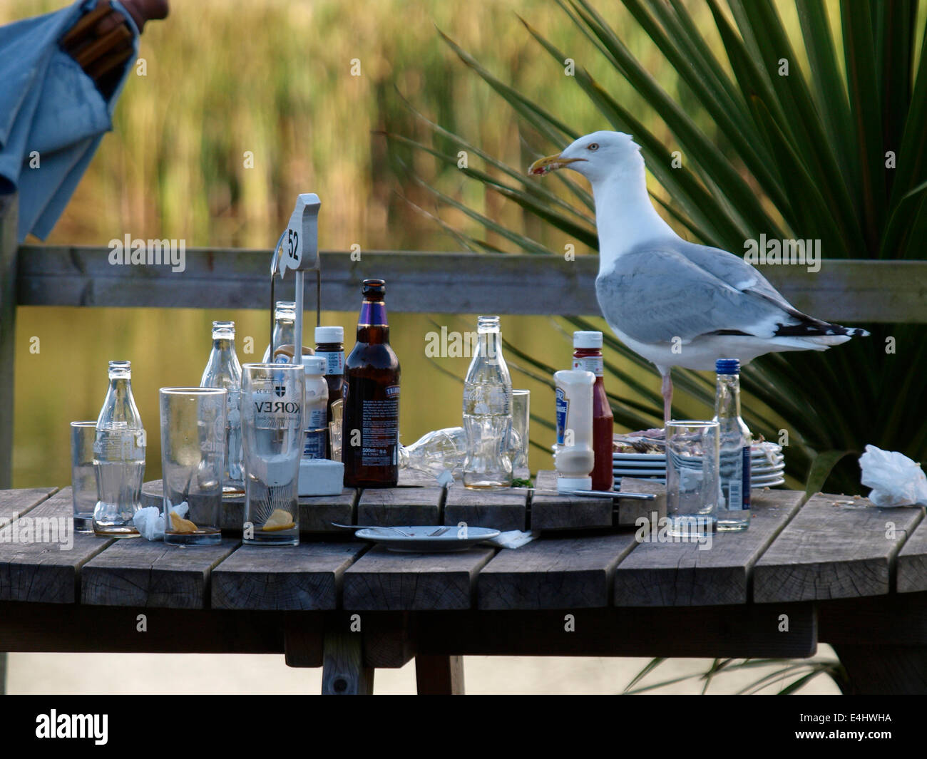 Herring Gull, Larus argentatus stealing food of a restaurant table