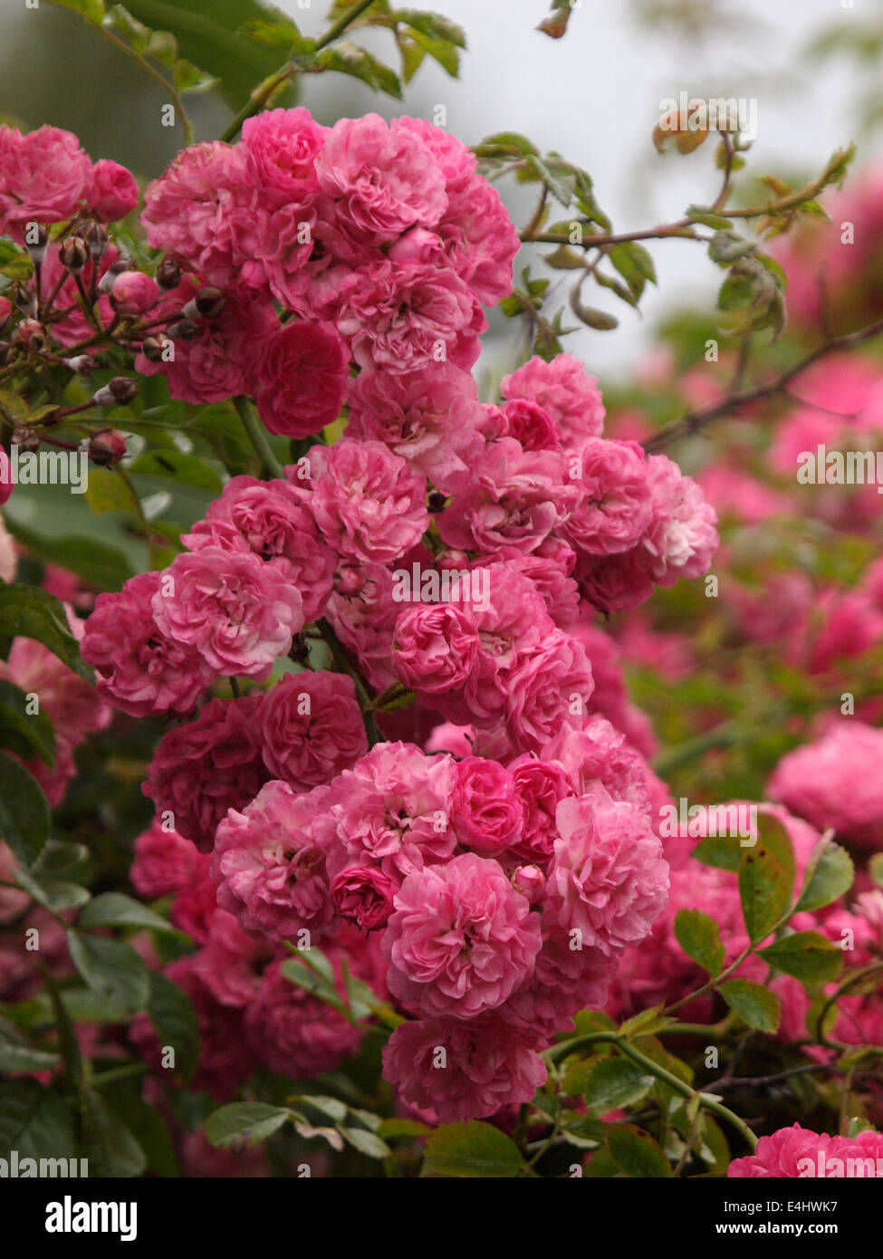 Wild roses uk hires stock photography and images Alamy