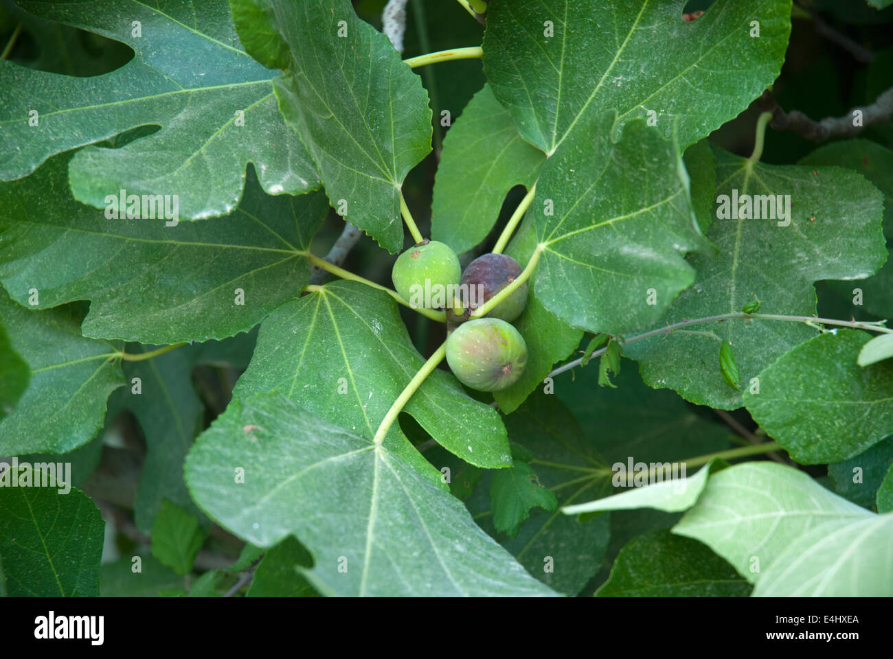 Fig tree and fruit Kefalonia Greece Stock Photo