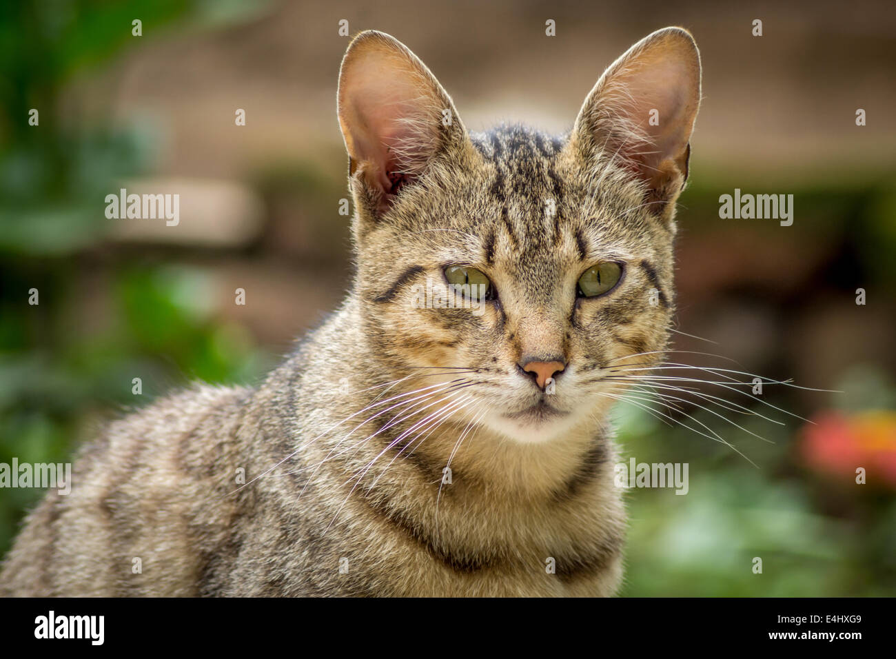 Stray cat sitting in the grass Stock Photo - Alamy