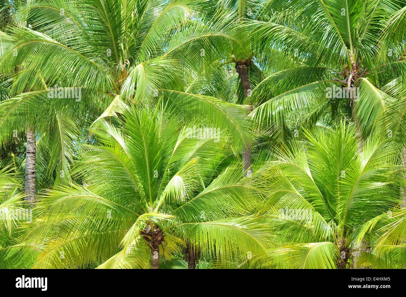 Botany palm trees hi-res stock photography and images - Alamy
