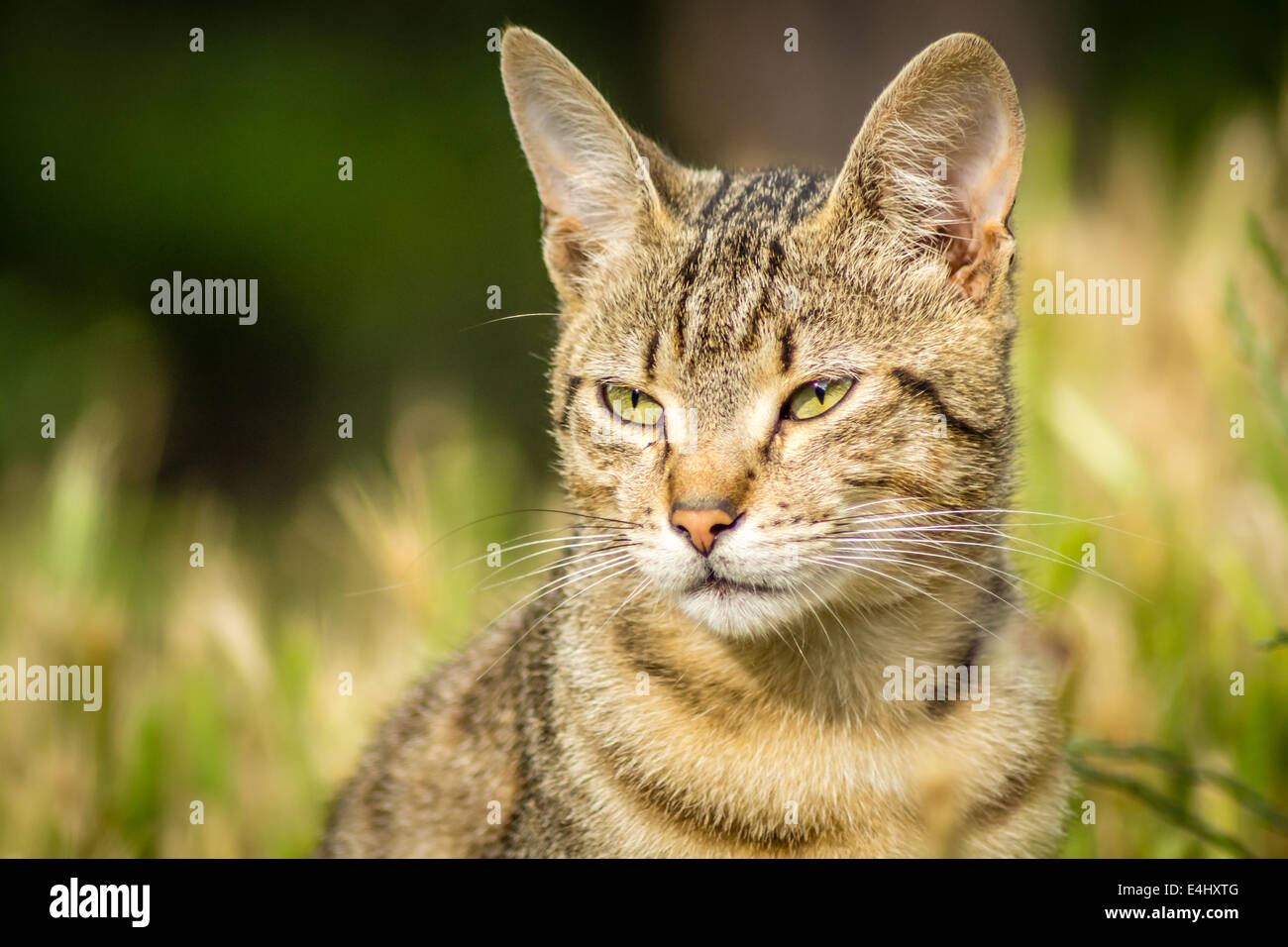 Stray cat sitting in the grass Stock Photo - Alamy