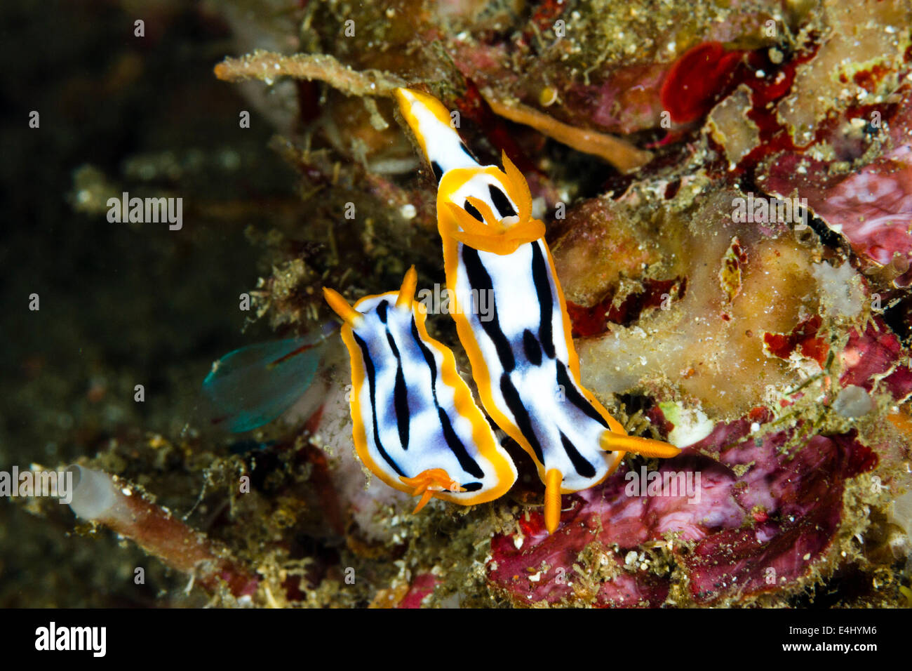 A pair of Chromodoris strigata nudibranchs mating, Lembeh Strait, Indonesia Stock Photo