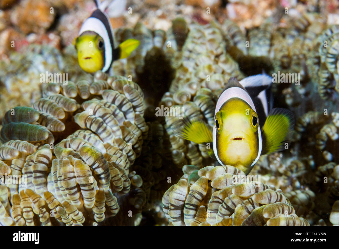 Saddleback clownfish (Amphiprion polymnus) Lembeh Strait, Indonesia Stock Photo