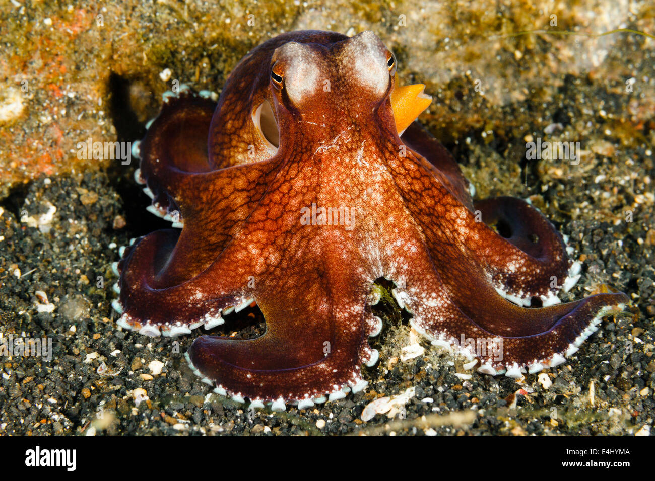 Coconut octopus (Amphioctopus marginatus) Lembeh Strait, Indonesia Stock Photo