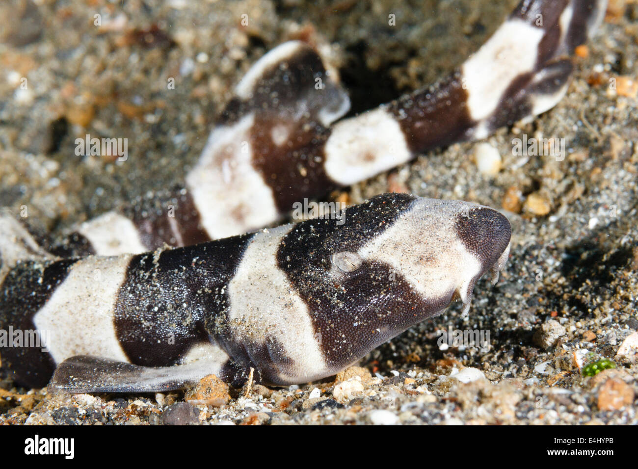 Brownbanded bamboo shark hires stock photography and images Alamy