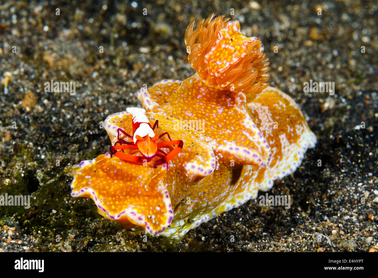 T-bar nudibranch (Ceratosoma tenue) and Emperor shrimp (Periclimenes imperator) Lembeh Strait, Indonesia Stock Photo