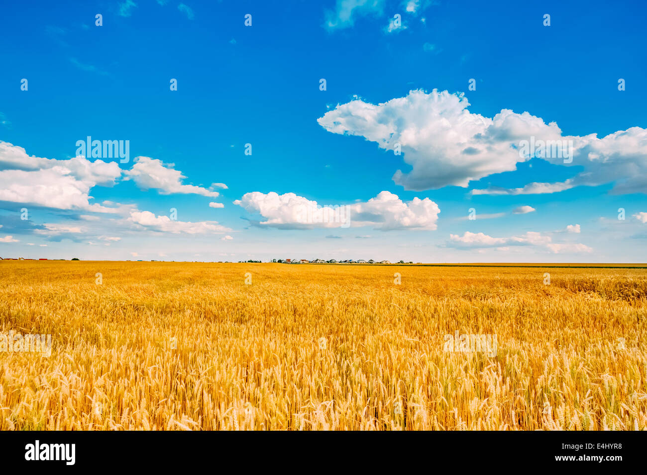 Backdrop of yellow wheat ears field on the cloudy blue sky background ...