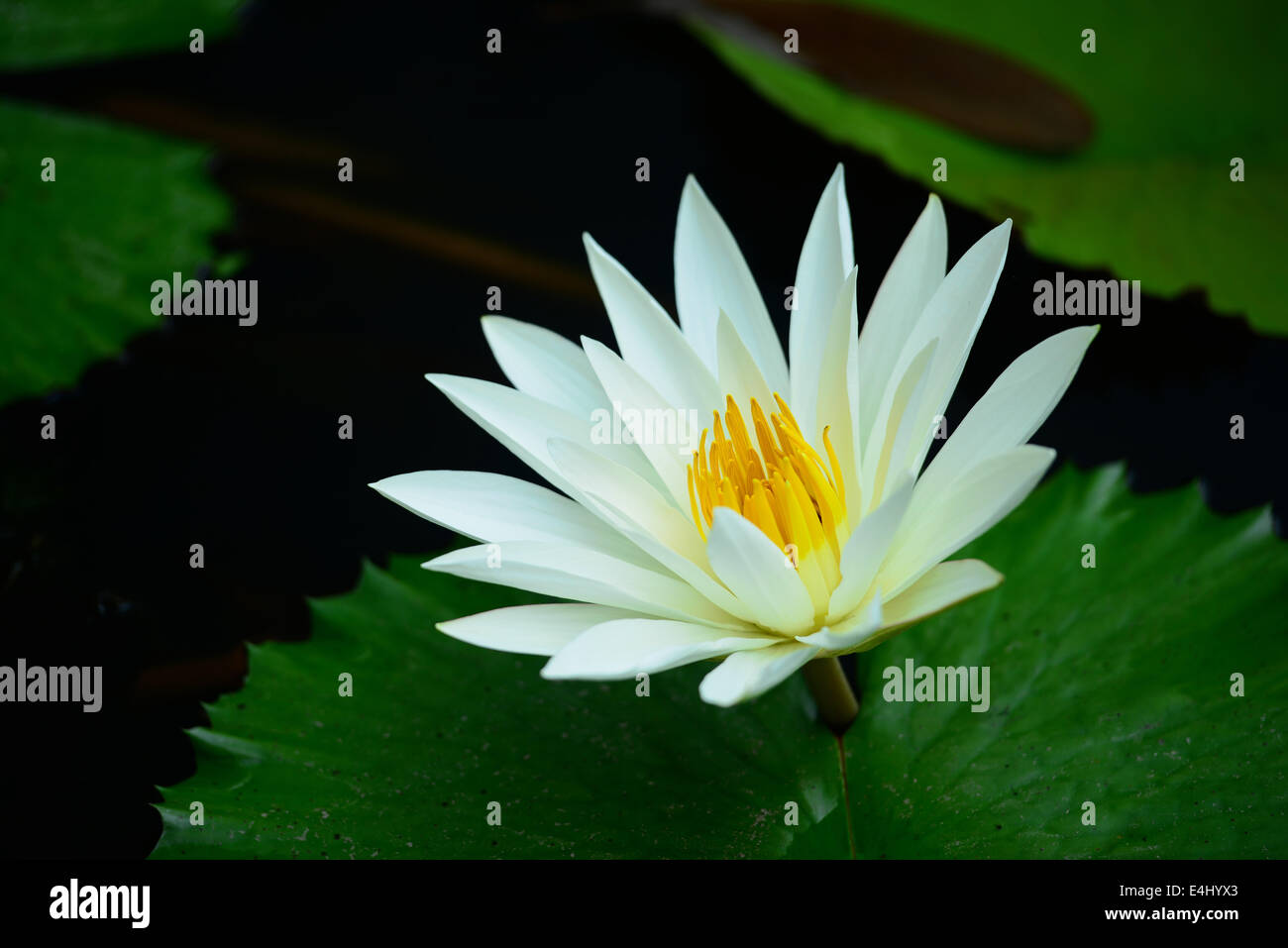 White Water Lilies Stock Photo