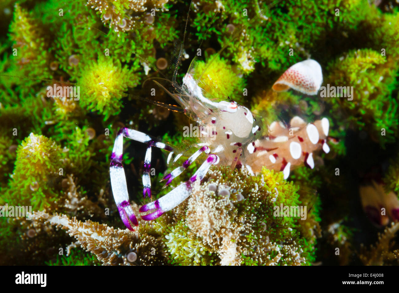 Graceful Anemone Shrimp  (Ancylomenes venustus) Lembeh Strait, Indonesia Stock Photo