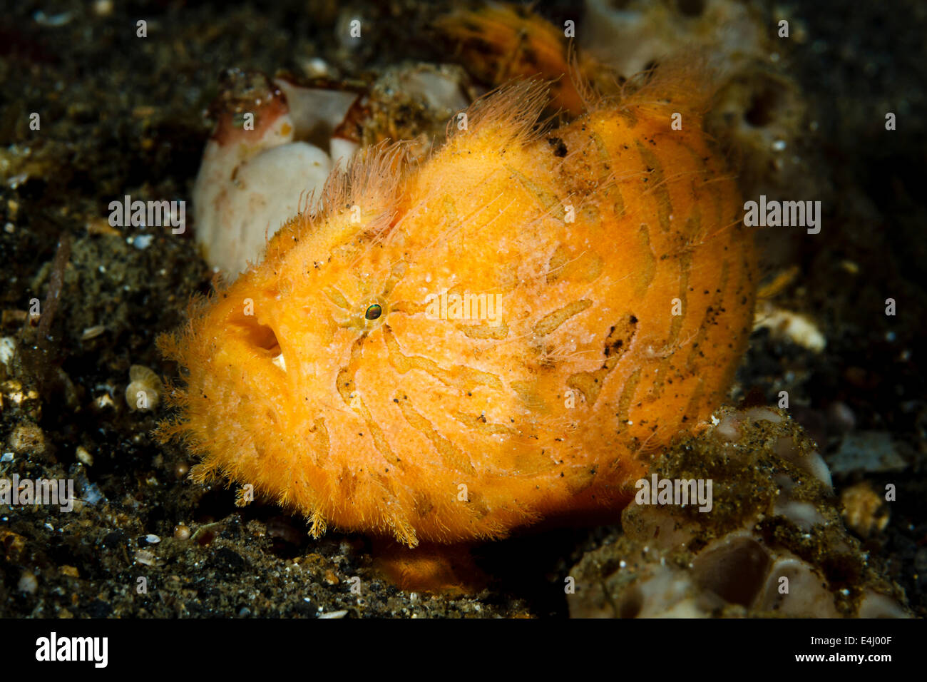 Hairy frogfish - Antennarius striatus, Lembeh Strait, Indonesia Stock Photo