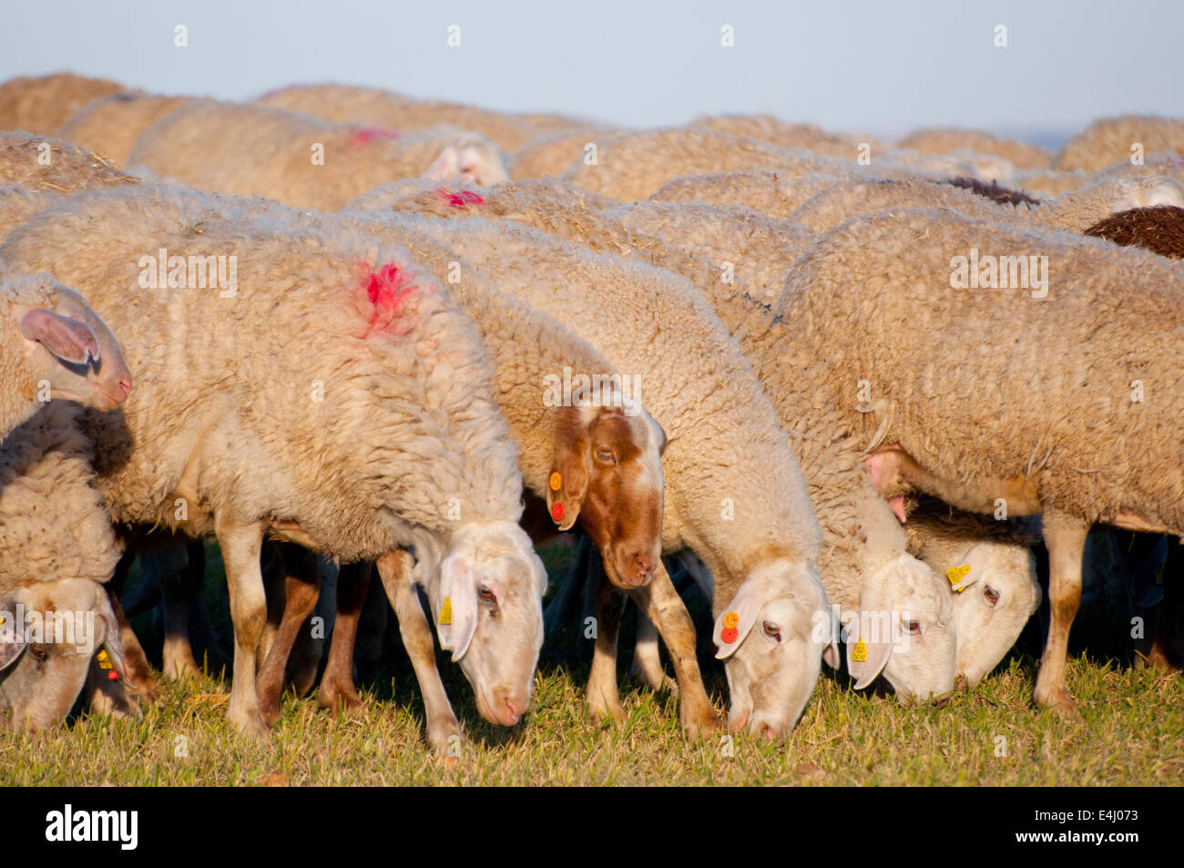 Image of a sheeps in green landscape Stock Photo - Alamy