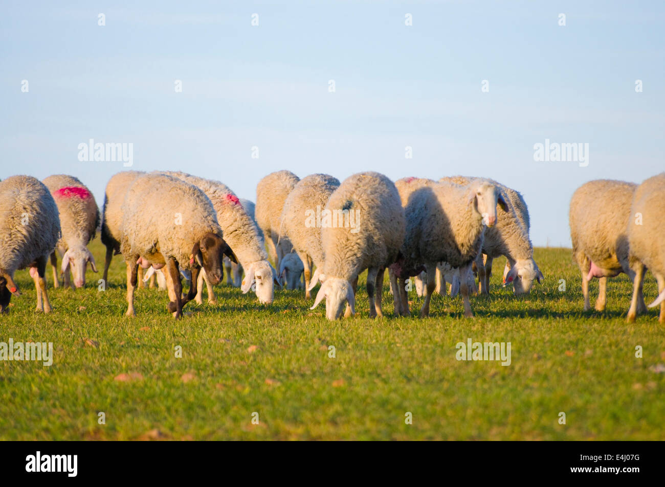 Image of a sheeps in green landscape Stock Photo - Alamy