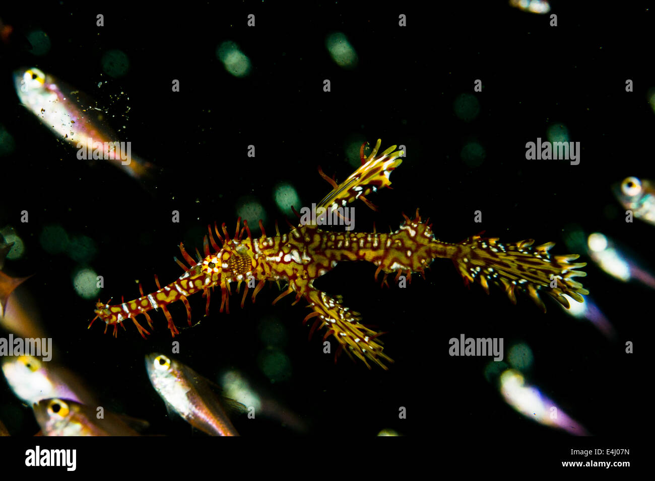 Ornate ghost pipefish (Solenostomus paradoxus) Lembeh Strait, Indonesia Stock Photo