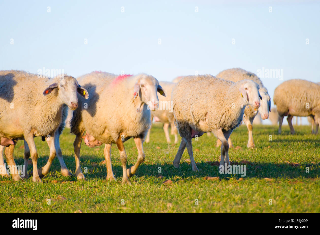 Image of a sheeps in green landscape Stock Photo - Alamy