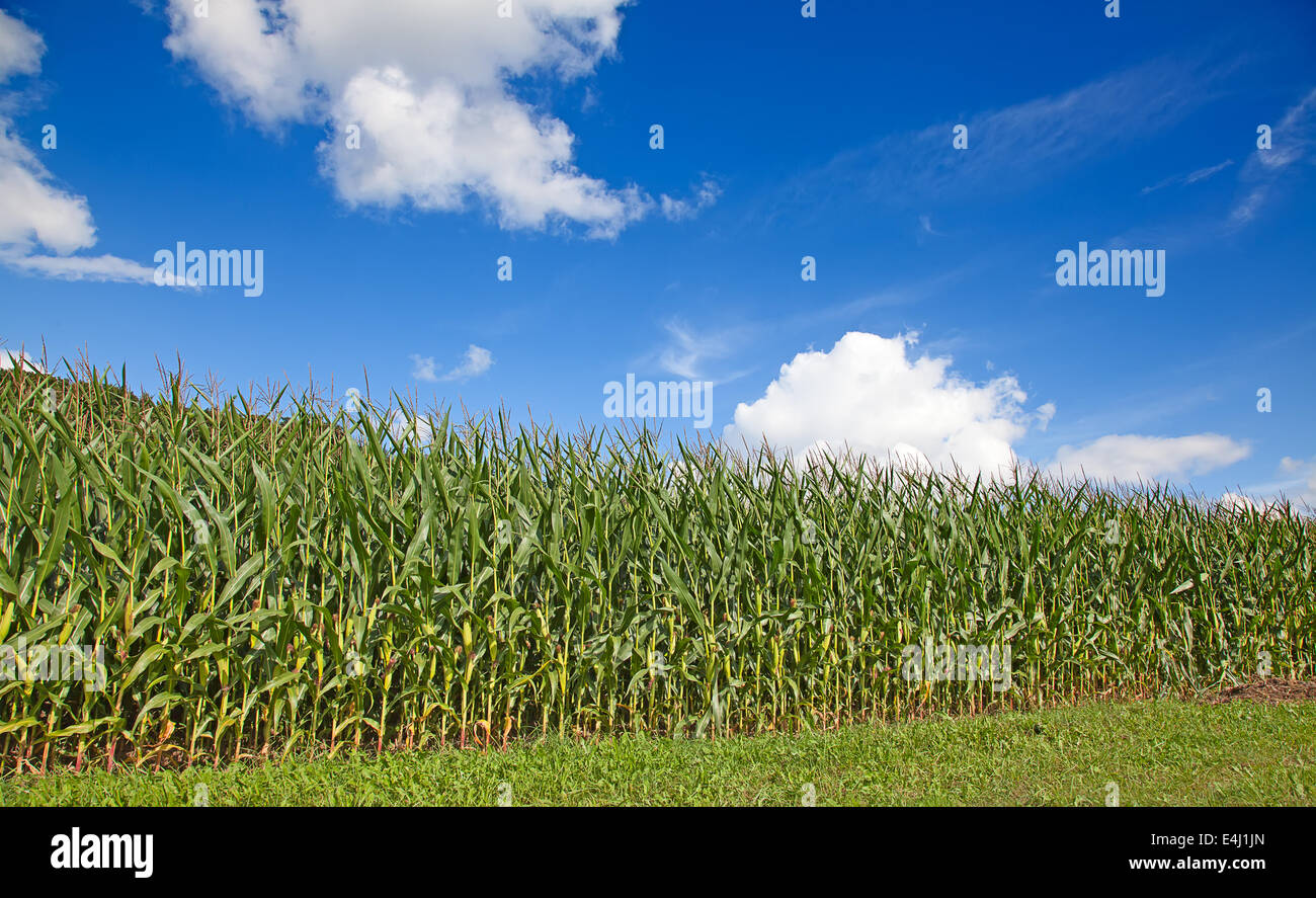Corn field under blue sky with some fluffy clouds Stock Photo - Alamy