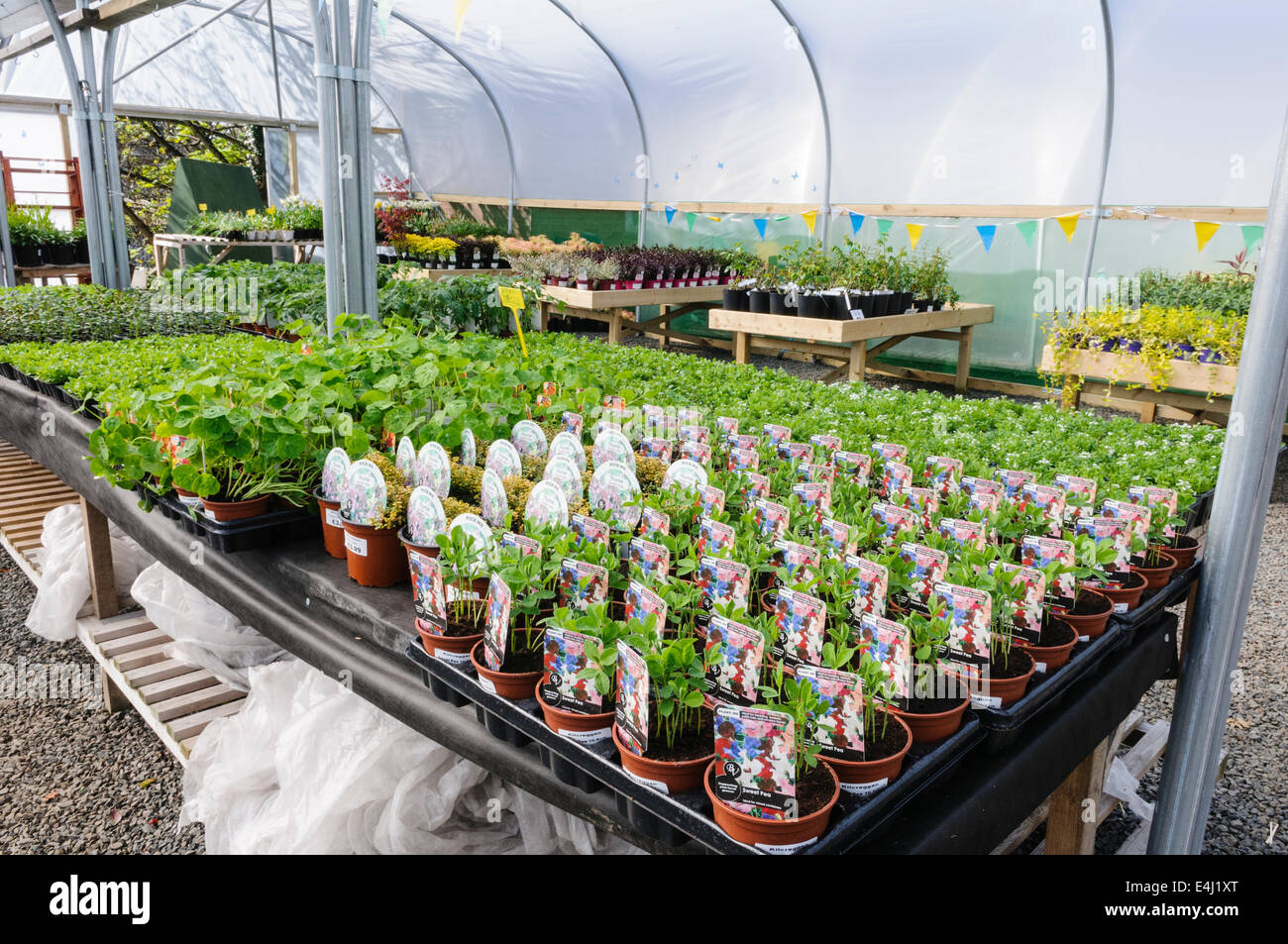 Lots of Surfina plants for sale in a polytunnel greenhouse. Stock Photo