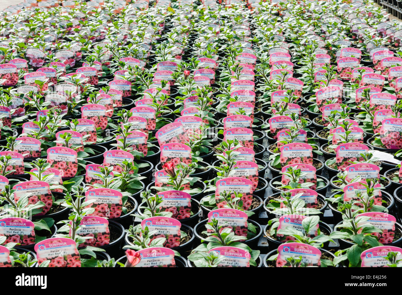 Lots of Surfina plants for sale in a polytunnel greenhouse. Stock Photo