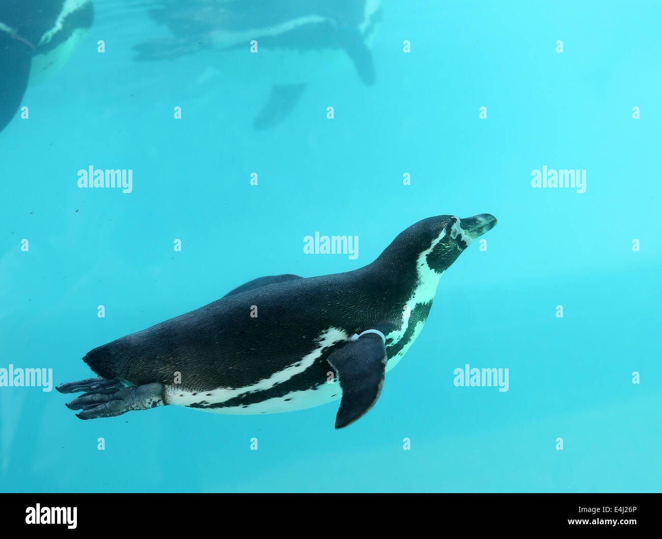 Peruvian Humboldt Penguins swimming, in a zoo. 30th June 2014 Stock Photo