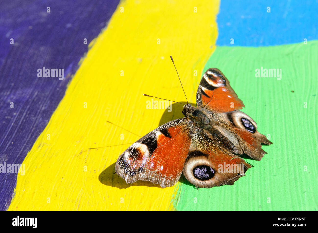 A European Peacock butterfly (Inachis io) resting on a multicoloured painted bench. Stock Photo
