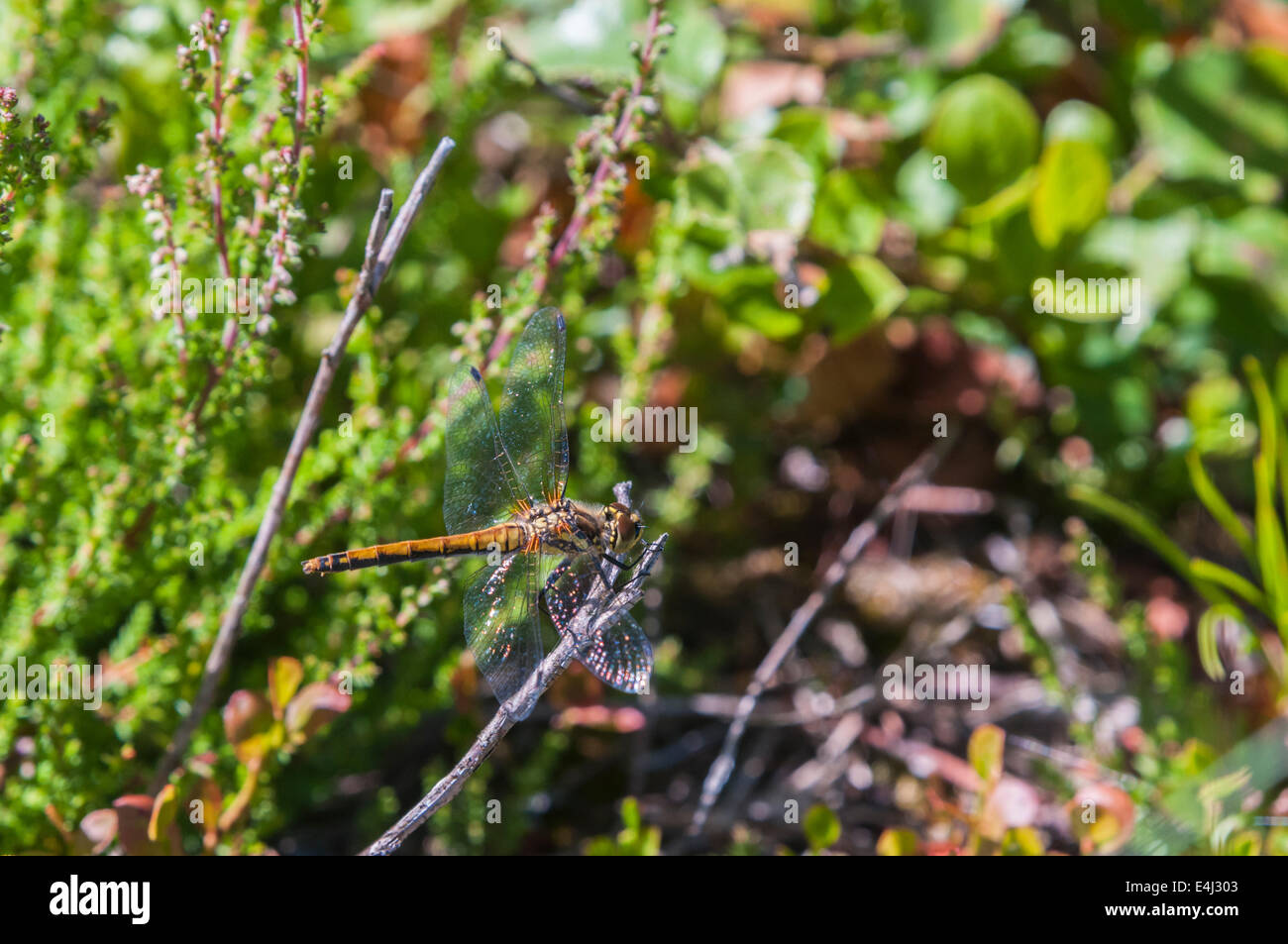 An female Black Darter, Sympetrum danae at Meathop Moss nature resreve cooling down on a twig. Stock Photo