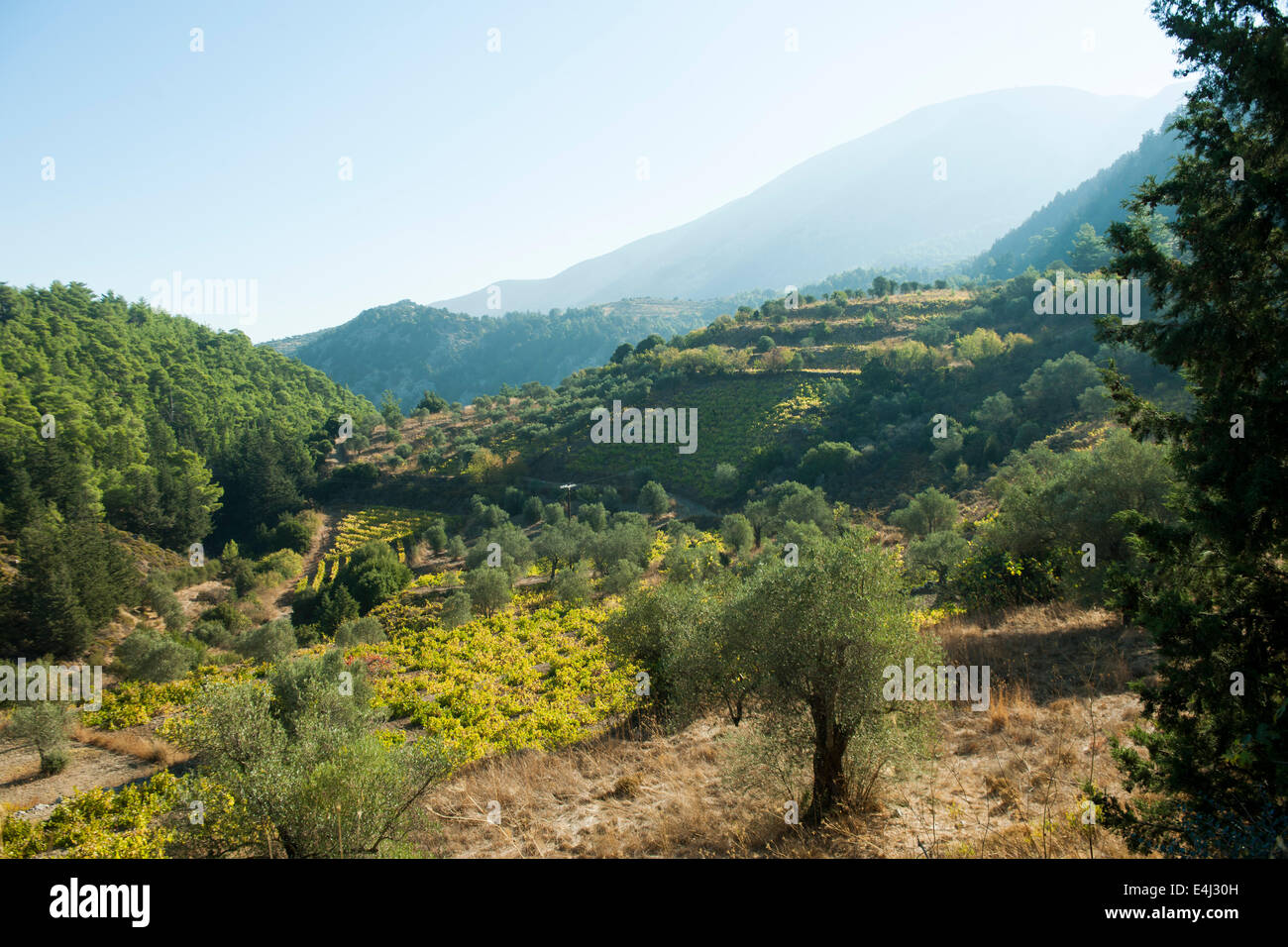 Griechenland, Rhodos, Embona, Weinreben Stock Photo