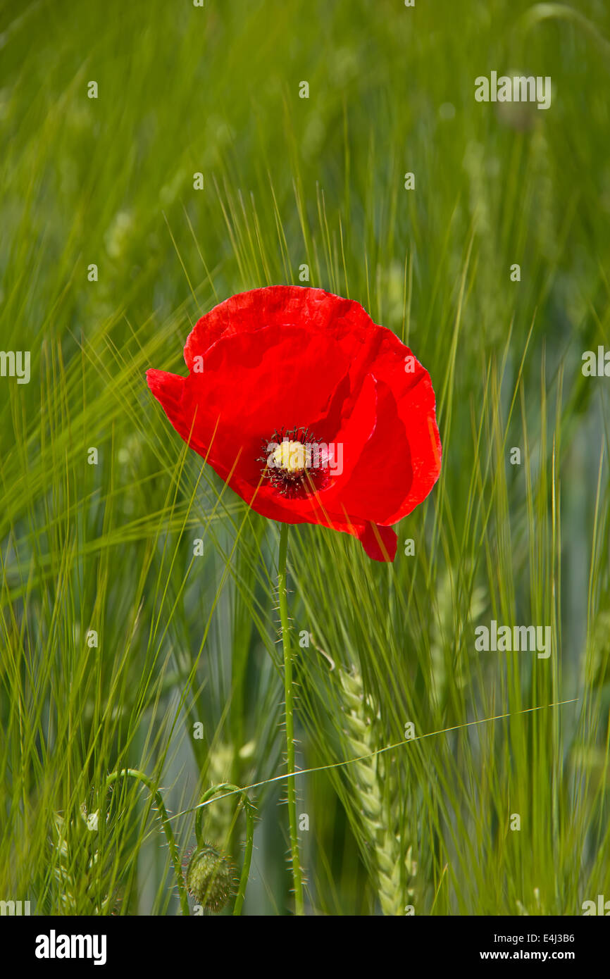 Sunrise over red poppy flowers hi-res stock photography and images - Alamy