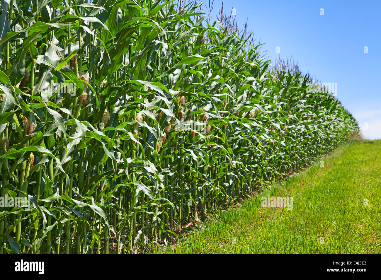 Corn field under blue sky with some fluffy clouds Stock Photo - Alamy