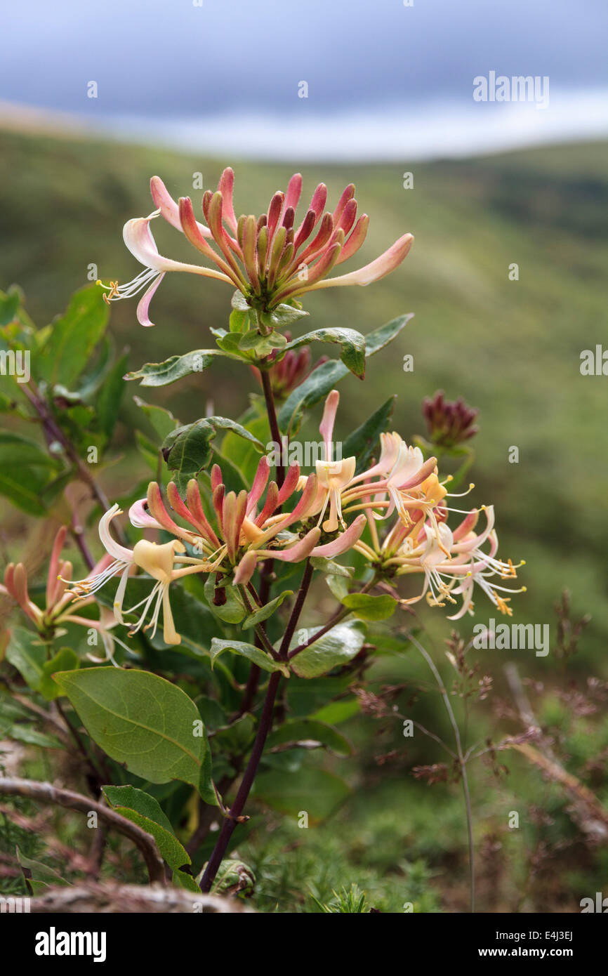 Honeysuckle flowers hires stock photography and images Alamy