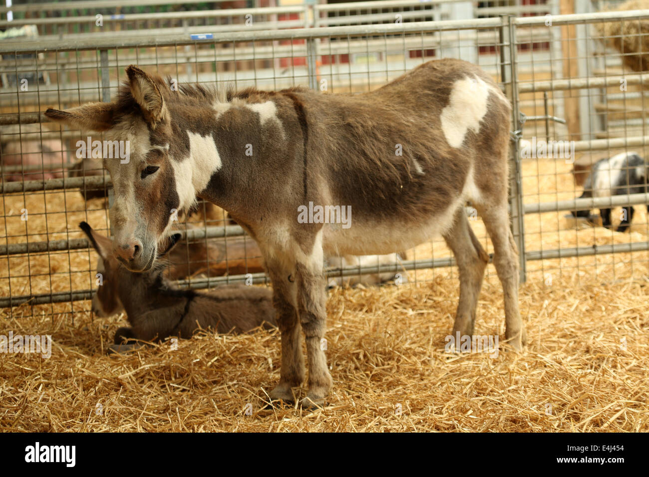 Baby donkey and mother, 2014 Stock Photo