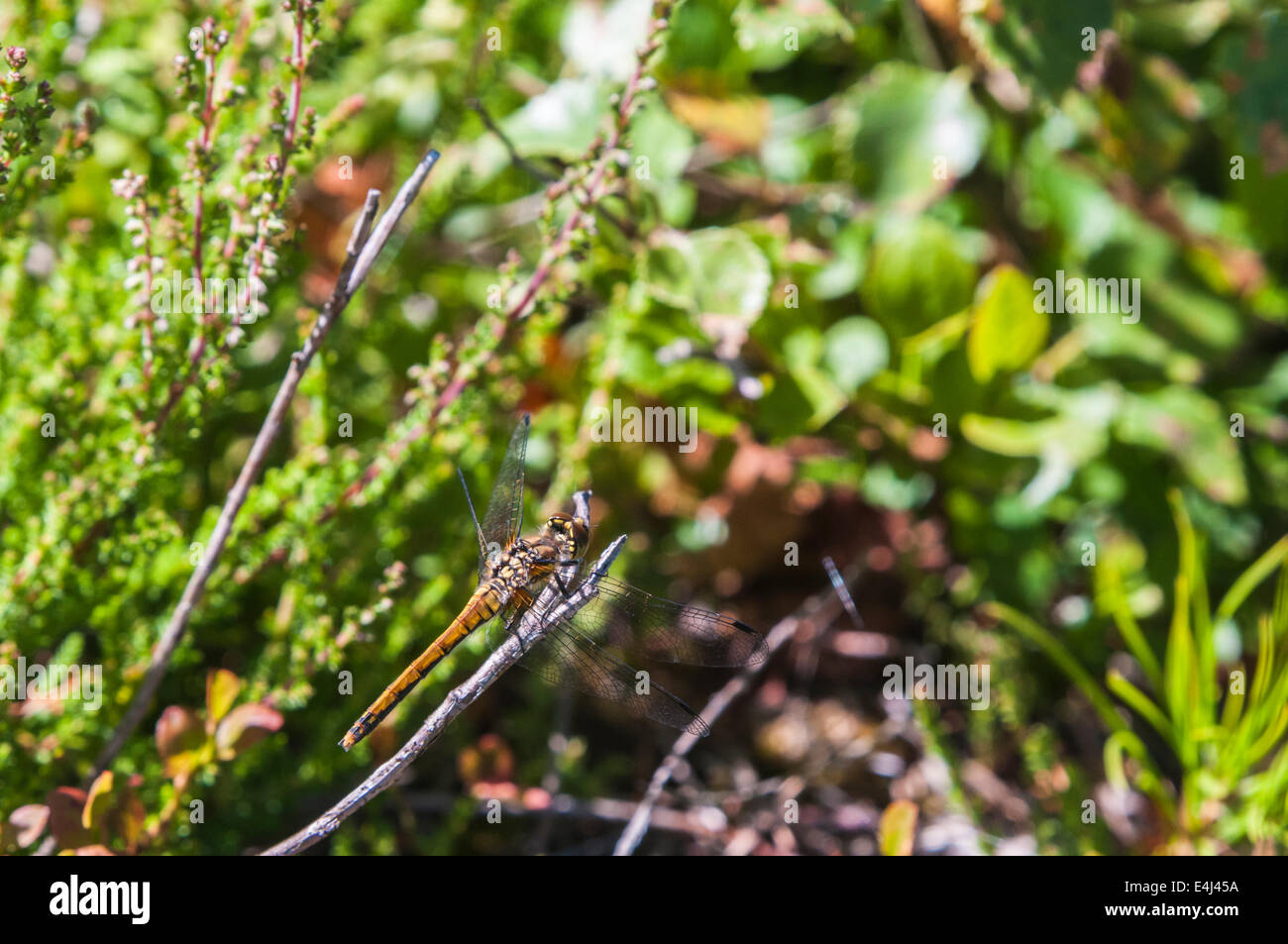 An Immature male Black Darter, Sympetrum danae at rest on a twig. Stock Photo