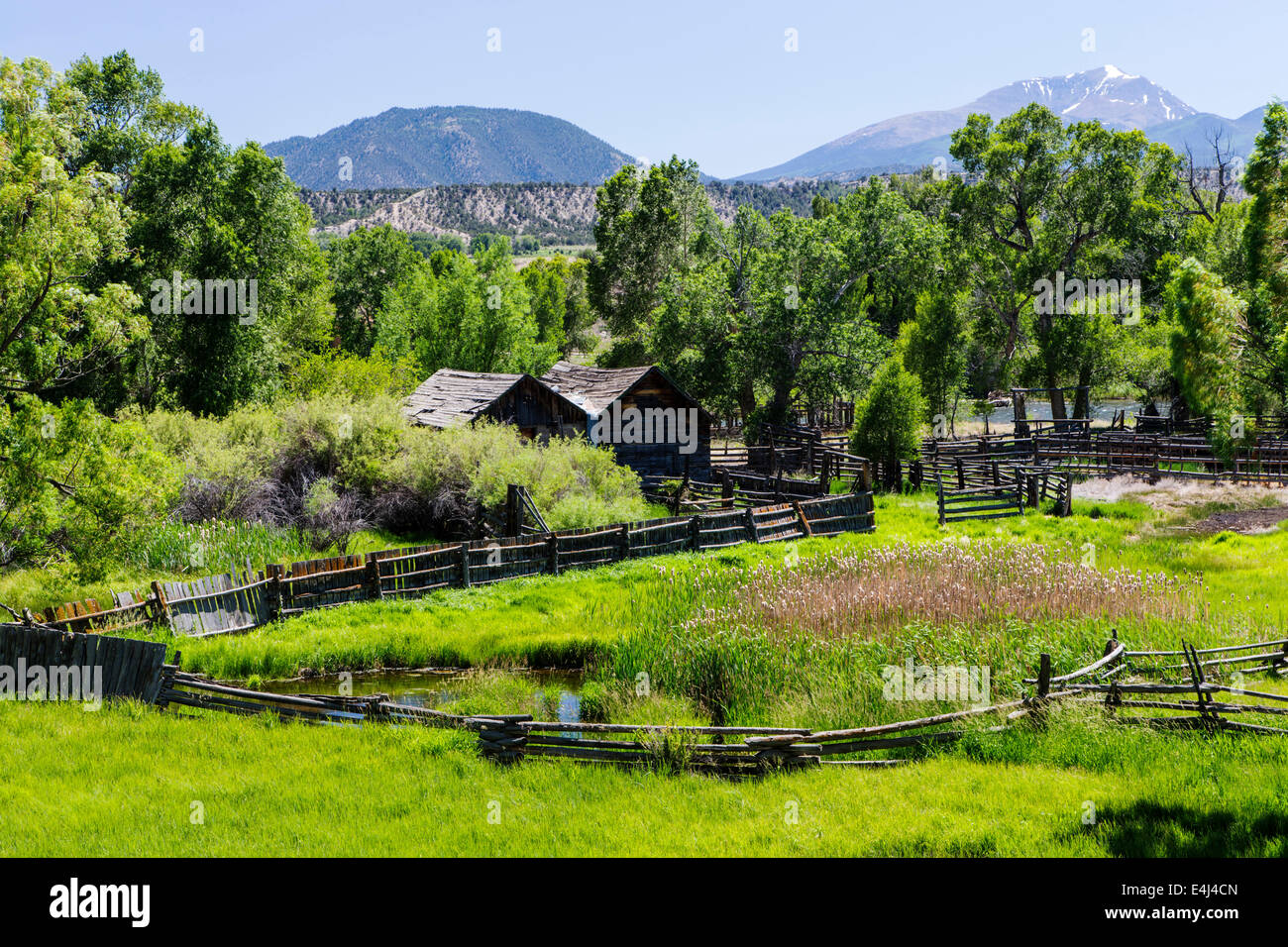 Lush pasture along the Arkansas River, Rocky Mountains beyond, Central Colorado, USA Stock Photo