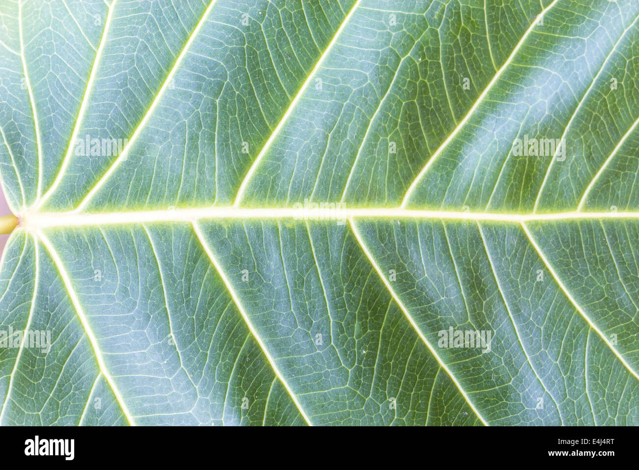 Texture Bodhi or Sacred fig leaf Stock Photo
