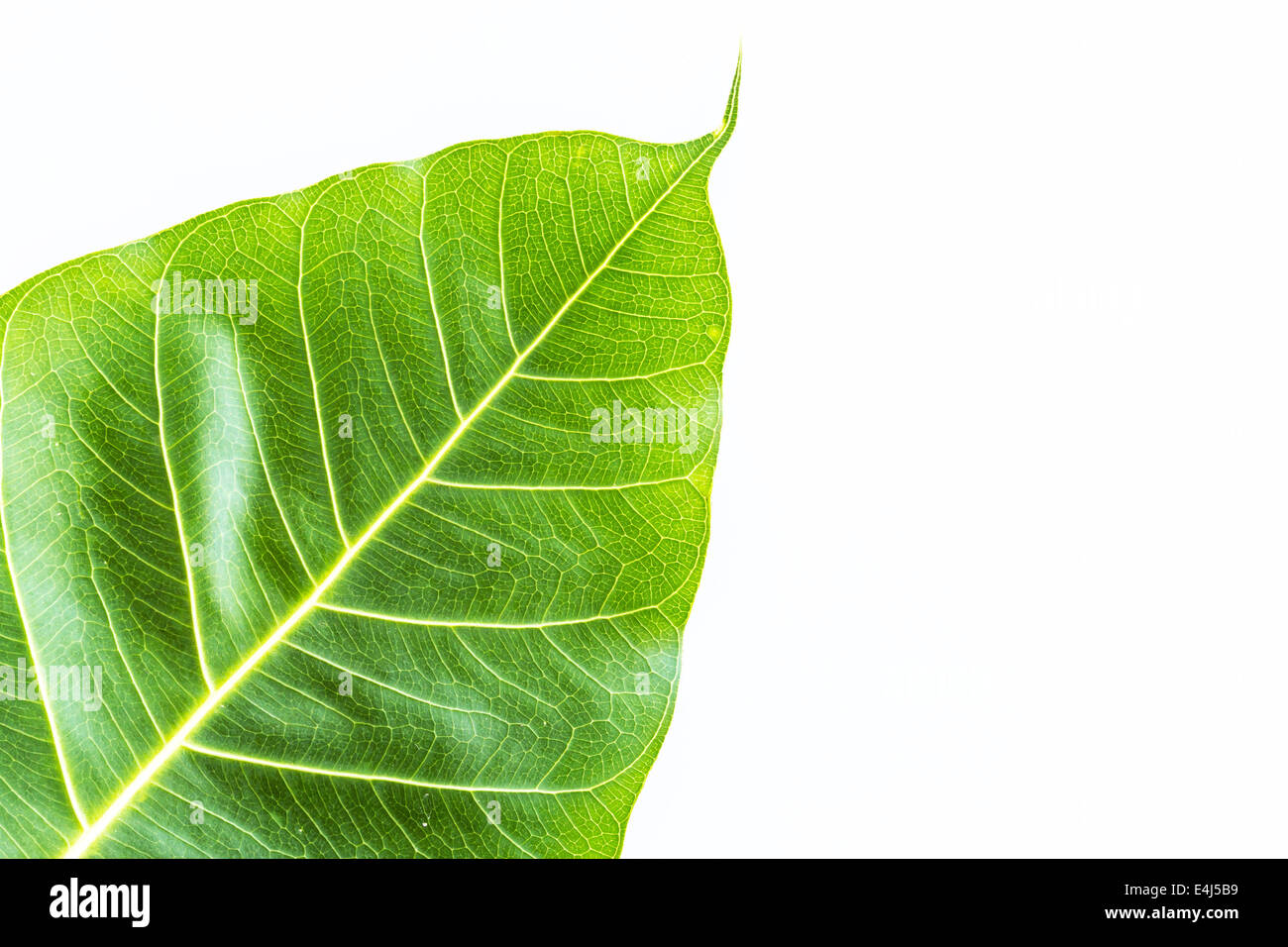 Texture Bodhi or Sacred fig leaf on white background. Stock Photo
