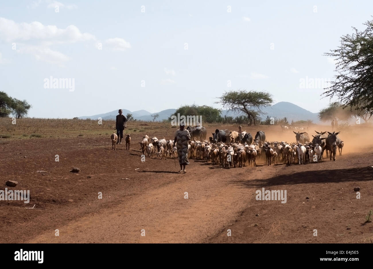Herding animals in Tanzania, Africa Stock Photo