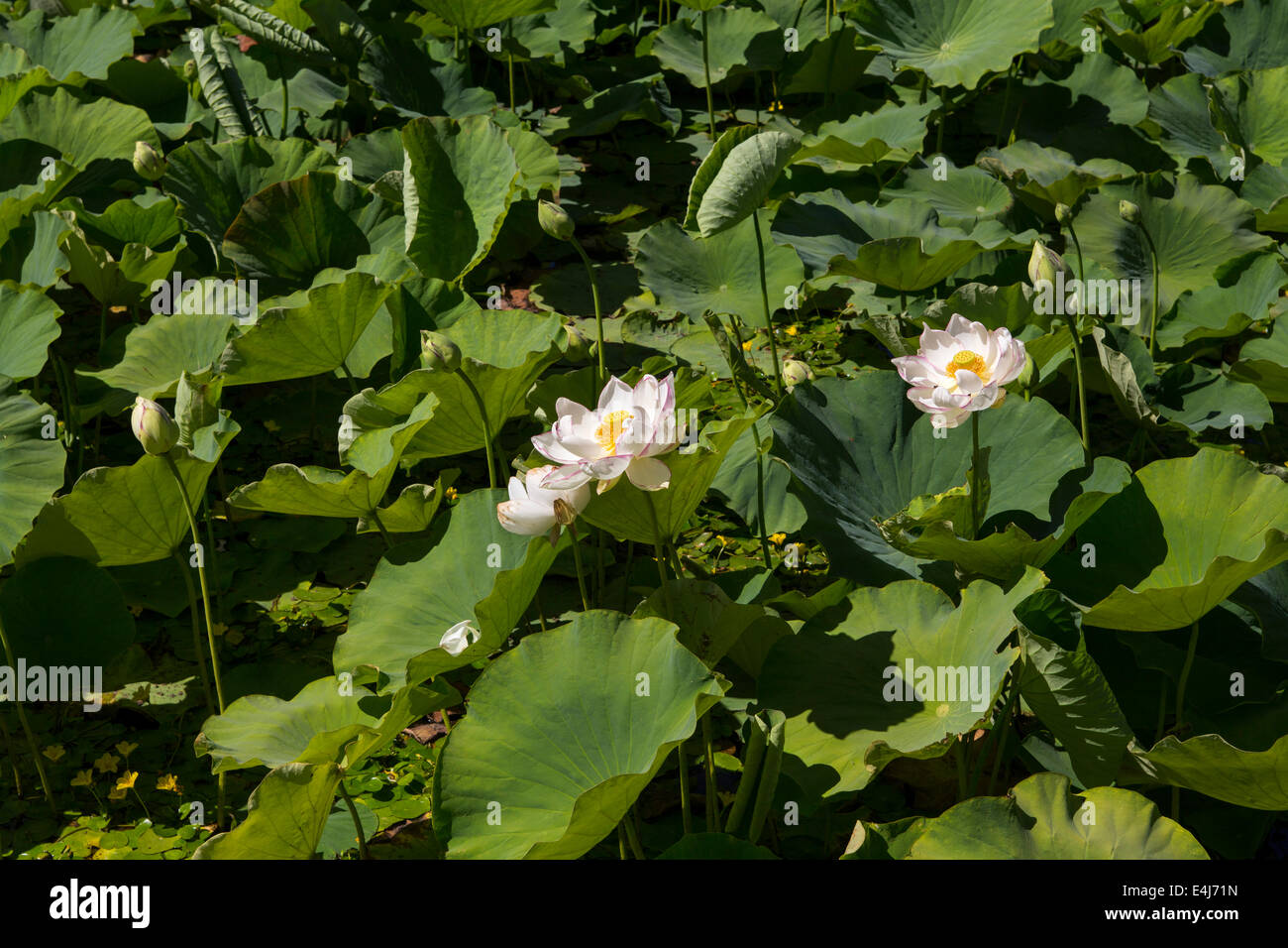 water lily, water lilies, Napa Valley, California, United States Stock Photo