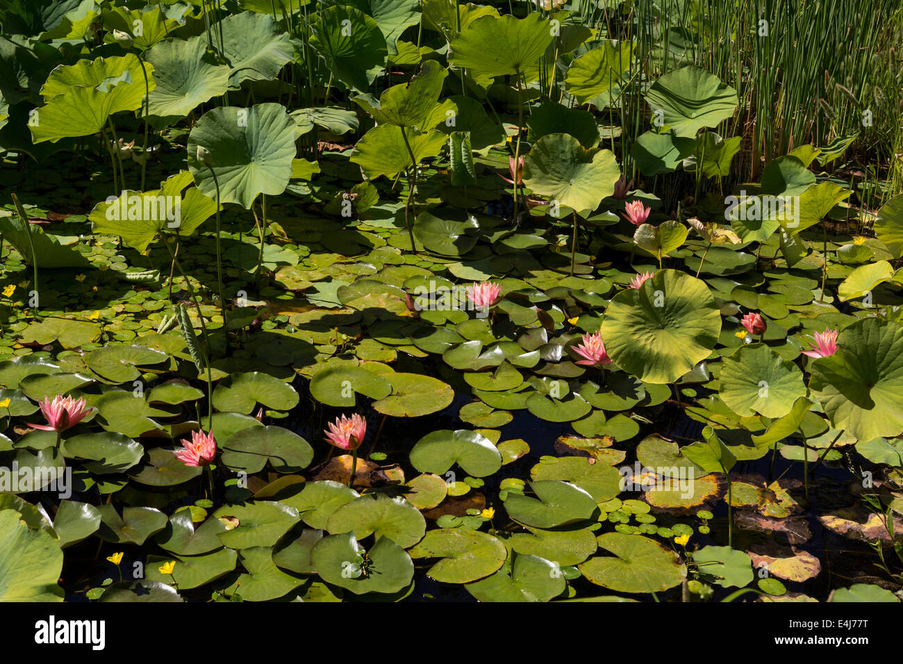 water lily, water lilies, Napa Valley, California, United States Stock Photo
