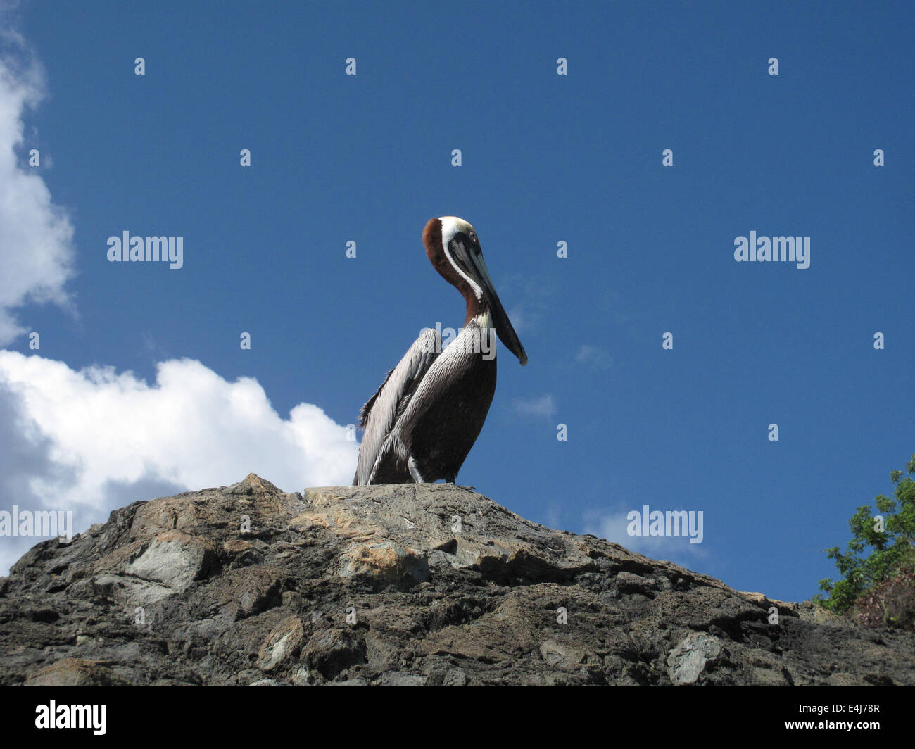 Brown Pelican, St. John, US Virgin Islands Stock Photo