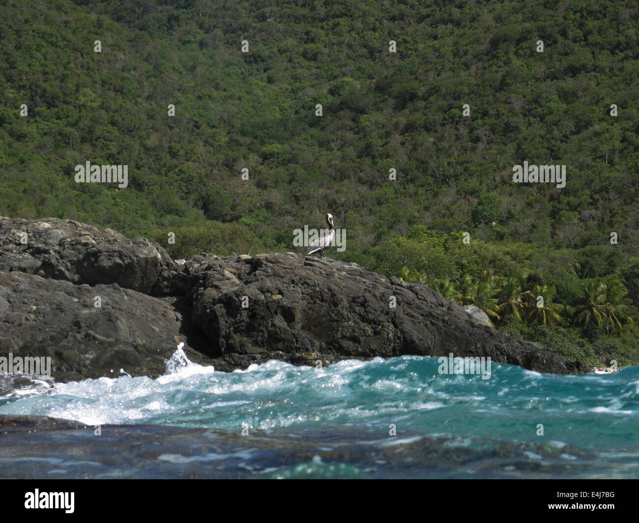 Brown Pelican, St. John, US Virgin Islands Stock Photo