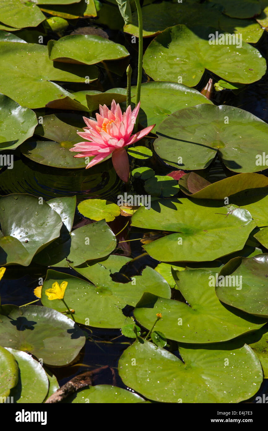 water lily, water lilies, Napa Valley, California, United States Stock Photo