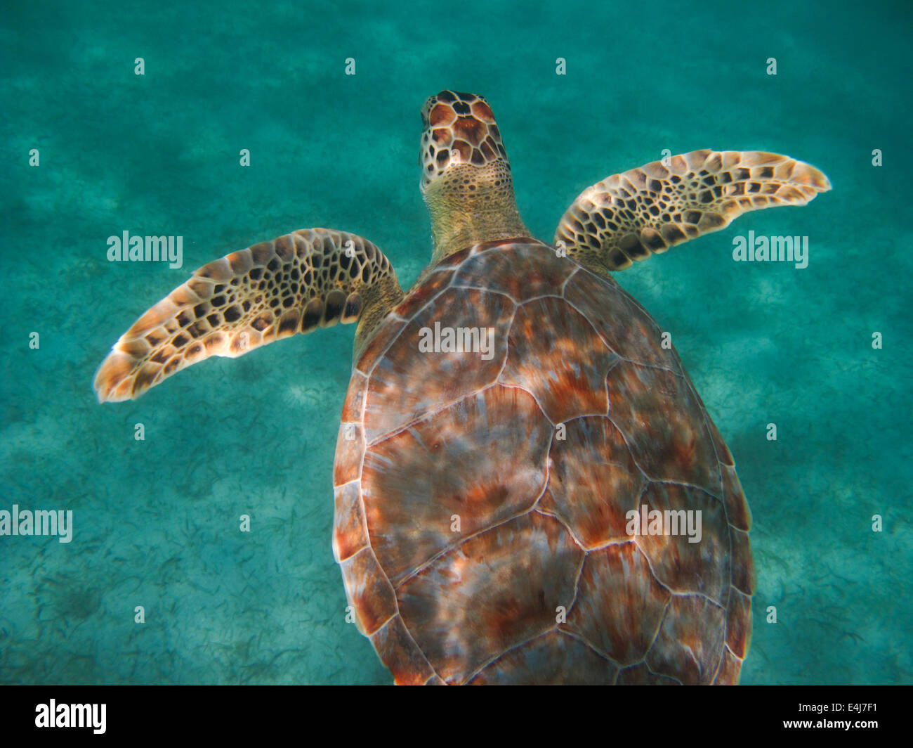 Hawksbill Sea Turtle, St. John, US Virgin Islands Stock Photo