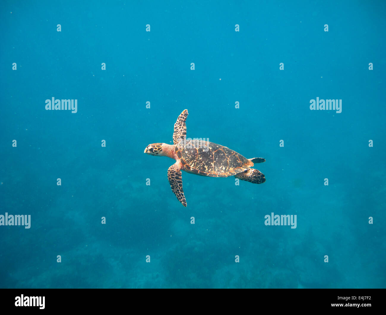 Hawksbill Sea Turtle, St. John, US Virgin Islands Stock Photo